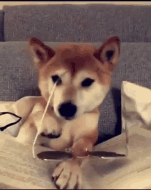 Dog Deal With It GIF - Dog Deal With It Cool GIFs
