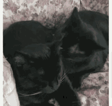 Black Cats GIF - Black Cats Brothers GIFs