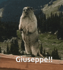 a ground squirrel standing on its hind legs with the word giuseppe on the bottom