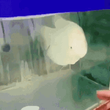 Fish Fishes GIF - Fish Fishes Angry GIFs