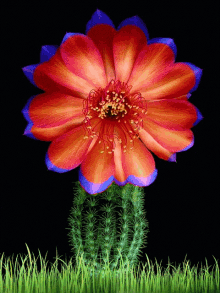Flower Cactus GIF