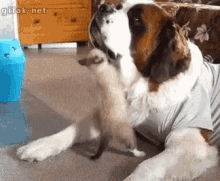 Kittens Dogs GIF