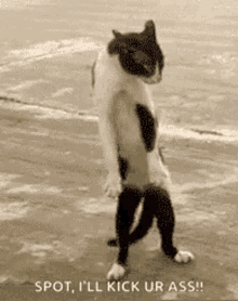 Angry Cat GIF - Angry Cat Very GIFs