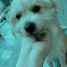 a close up of a person holding a dog 's face