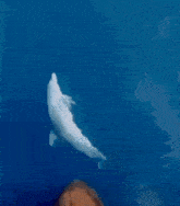 Dolphin Spinning GIF - Dolphin Spinning Silly GIFs