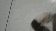 a close up of a cat 's face with its eyes closed .
