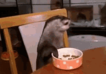 Otter Eating GIF - Otter Eating Animals GIFs