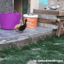 duck ducks duckling ducklings cute