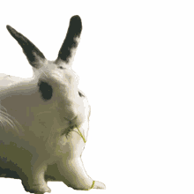 rabbit2 rabbit