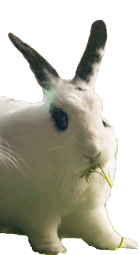 Nibble Peter Rabbit Sticker - Nibble Peter Rabbit Peter Rabbit2 Stickers