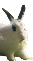 Nibble Peter Rabbit Sticker - Nibble Peter Rabbit Peter Rabbit2 Stickers