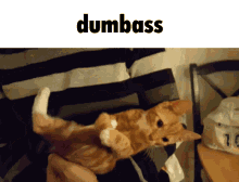 a cat is being held in someone 's arms with the word dumbass above it