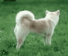 Shiba Fox GIF - Shiba Fox Play GIFs