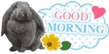 a gray rabbit is sitting next to a good morning sign