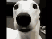 Doggy Meme GIF - Doggy Meme GIFs
