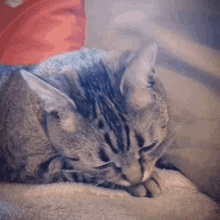 Cleaning Kitten GIF - Cleaning Kitten Cat GIFs