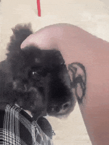 Beano Kai The Dog GIF - Beano Kai The Dog Poodle Pet GIFs