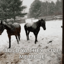 Horses They Love Me More GIF - Horses They Love Me More Snow GIFs