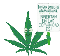 Pongan Impuestos A La Marijuana Inviertan En Las Comunidad Es Sticker - Pongan Impuestos A La Marijuana Inviertan En Las Comunidad Es Drogas Stickers