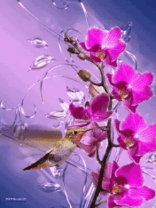 Link Flower GIF - Link Flower Hummingbird GIFs