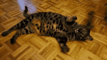 Cat Lying Down GIF - Cat Lying Down Playing Around GIFs