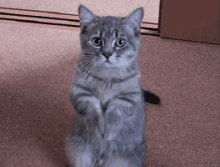 Please GIF - Give Food Cat Adorable GIFs