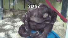 Sex Sex92 GIF - Sex Sex92 Monkey GIFs