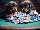 two puppies laying on a pile of poker chips
