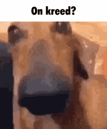 Kreed What The Kreed GIF - Kreed What The Kreed Kreedshot GIFs