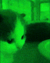 a close up of a cat 's face in a green light