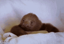Sloth Cute GIF - Sloth Cute Scratch Chin GIFs