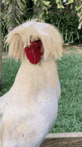 Chicken Funny GIF