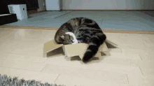 Size Matters GIF - Oversized Cat Cats In Boxes GIFs