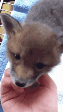 Aww Fox GIF - Aww Fox Baby GIFs