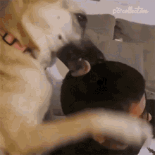 Licking The Pet Collective GIF