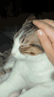 Shiro Kitten GIF - Shiro Kitten Kitty GIFs