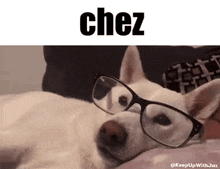 Chez Dog Profile GIF - Chez Dog Profile Glasses Dog GIFs
