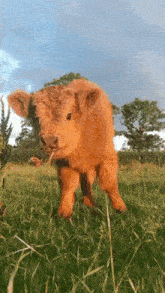 Cow GIF - Cow GIFs