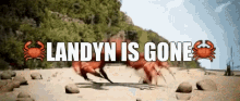 Landyn Landyn Is Gone GIF - Landyn Landyn Is Gone Crab GIFs