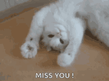 Miss You Cat GIF - Miss You Cat Quarantine GIFs