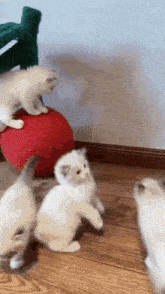 Hoecat Cat GIF - Hoecat Cat Kitten GIFs