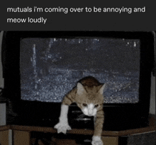 a picture of a cat with the caption mutuals i 'm coming over to be annoying and meow loud