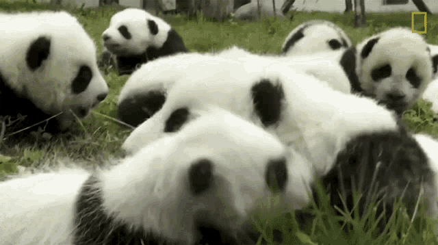 Panda Cute Animal - Free GIF on Pixabay - Pixabay