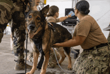 Military Working Dog Mwd GIF - Military Working Dog Mwd Camp Lemonnier GIFs