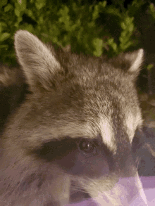 Raccoon Racoon GIF - Raccoon Racoon Trash Panda GIFs