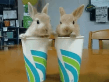 Rabbit Funny Animals GIF - Rabbit Funny Animals Cute Animals GIFs