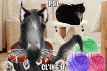a picture of a cat with the words pdj cl'ing it