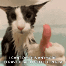 Cat Agree GIF - Cat Agree Cat Agree GIFs