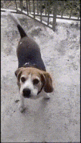 Dog Happy GIF - Dog Happy Beagle GIFs