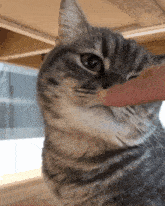 a close up of a cat with a person 's finger in its mouth